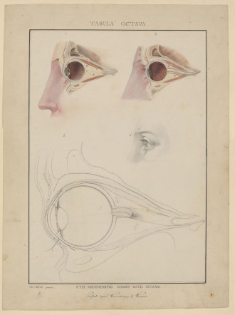 Koeck Auge c FDH web